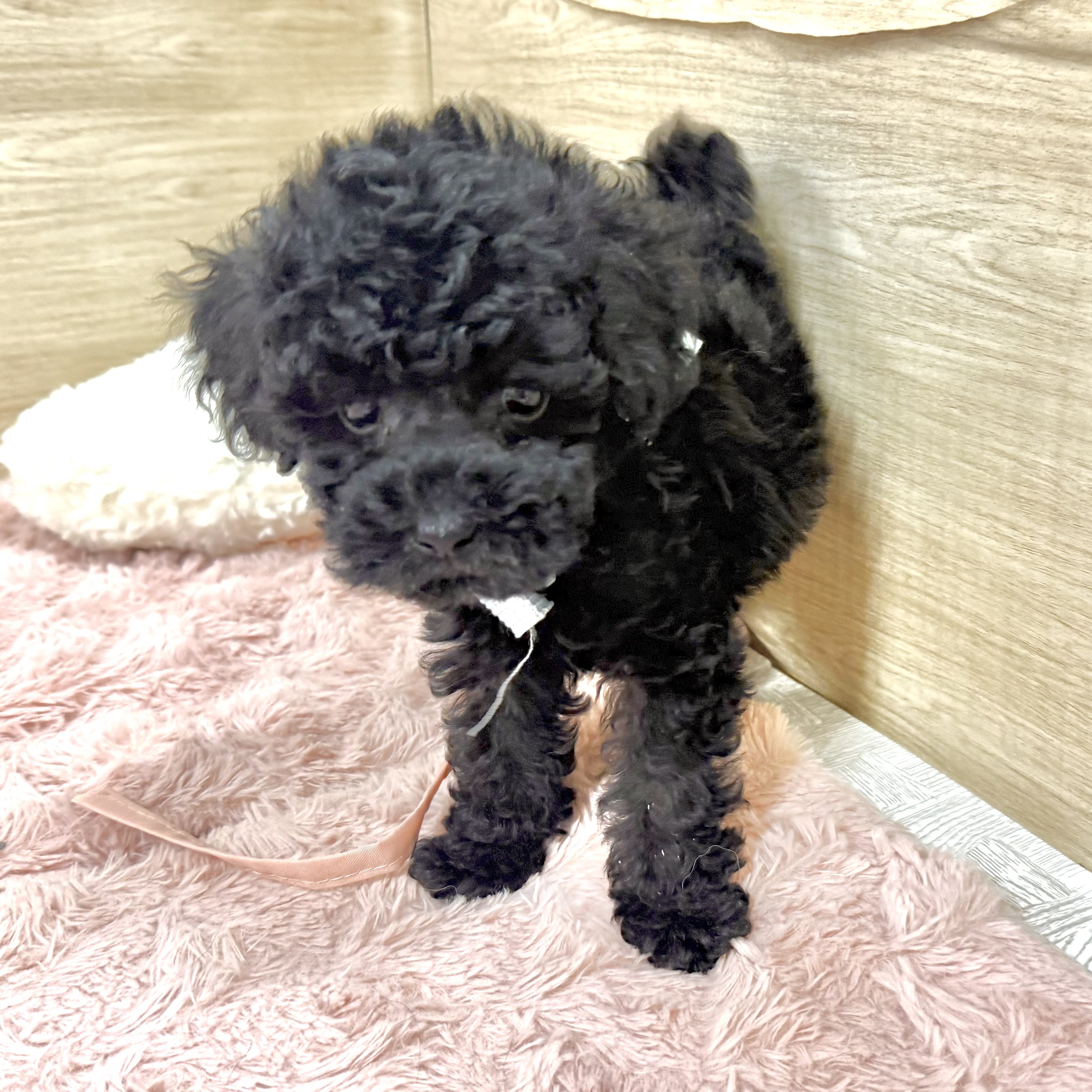 大阪府のトイプードル(タイニー) (犬の家＆猫の里そよら東岸和田店/2026年6月14日生まれ/男の子/ブラック)の子犬の3枚目の画像