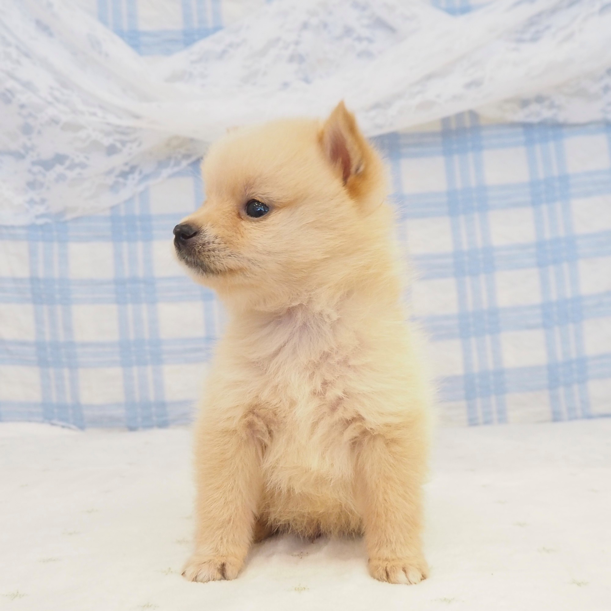 大阪府のポメ柴/豆ポメ/ポメ豆柴(ポメラニアン×柴犬) (犬の家＆猫の里もりのみやキューズモールBASE店/2026年6月13日生まれ/男の子/白)の子犬の3枚目の画像