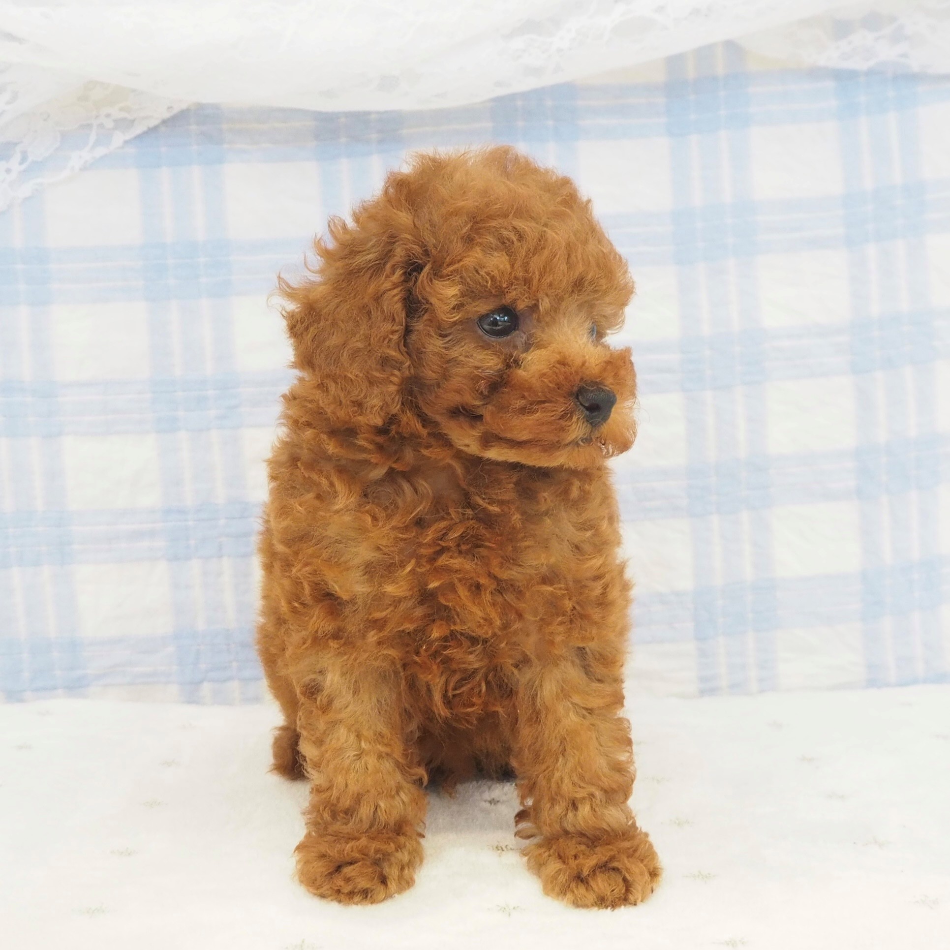 大阪府のトイプードル(トイ) (犬の家＆猫の里もりのみやキューズモールBASE店/2026年6月12日生まれ/男の子/レッドフォーン)の子犬の3枚目の画像