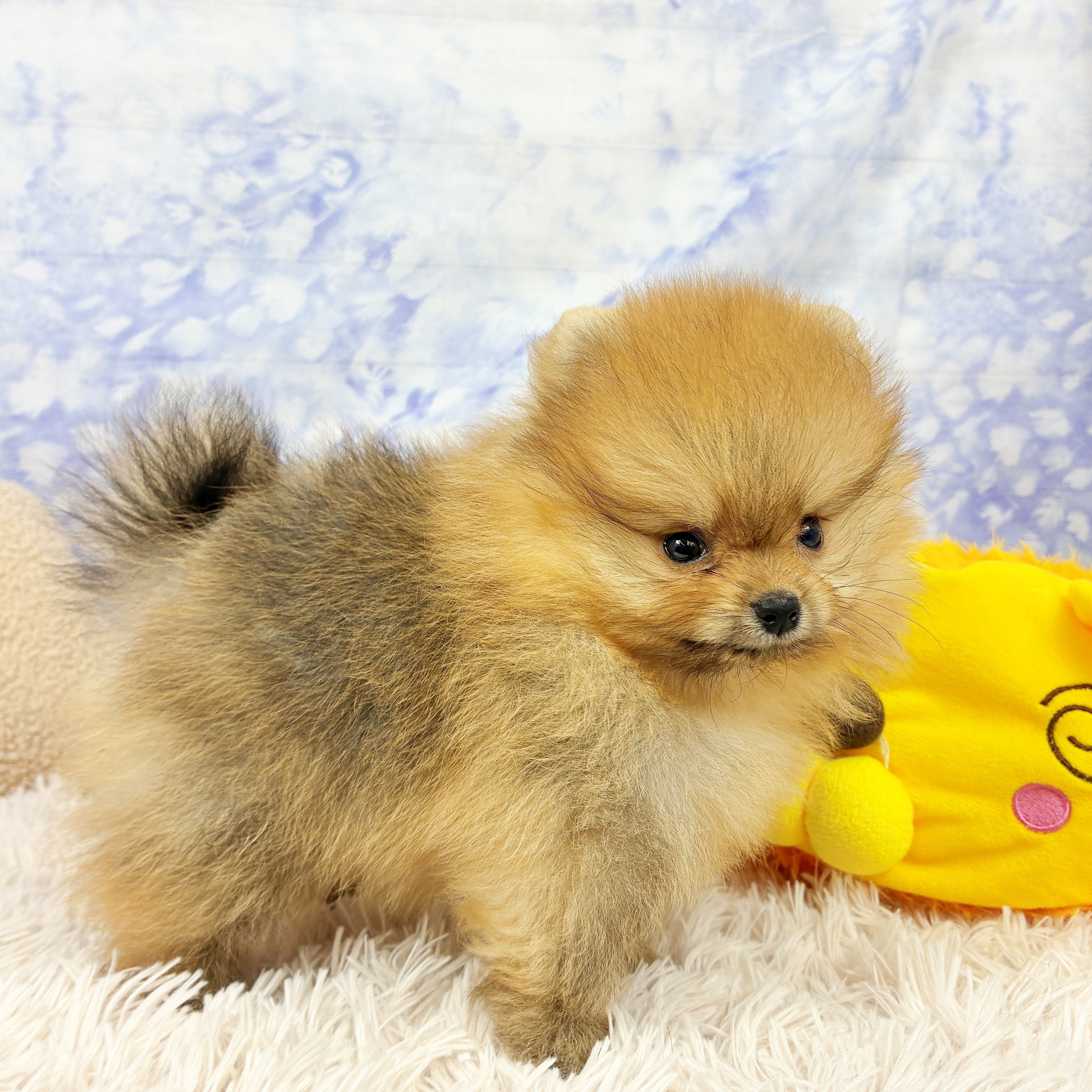 兵庫県のポメラニアン (犬の家＆猫の里川西店/2026年6月13日生まれ/男の子/オレンジ)の子犬の3枚目の画像