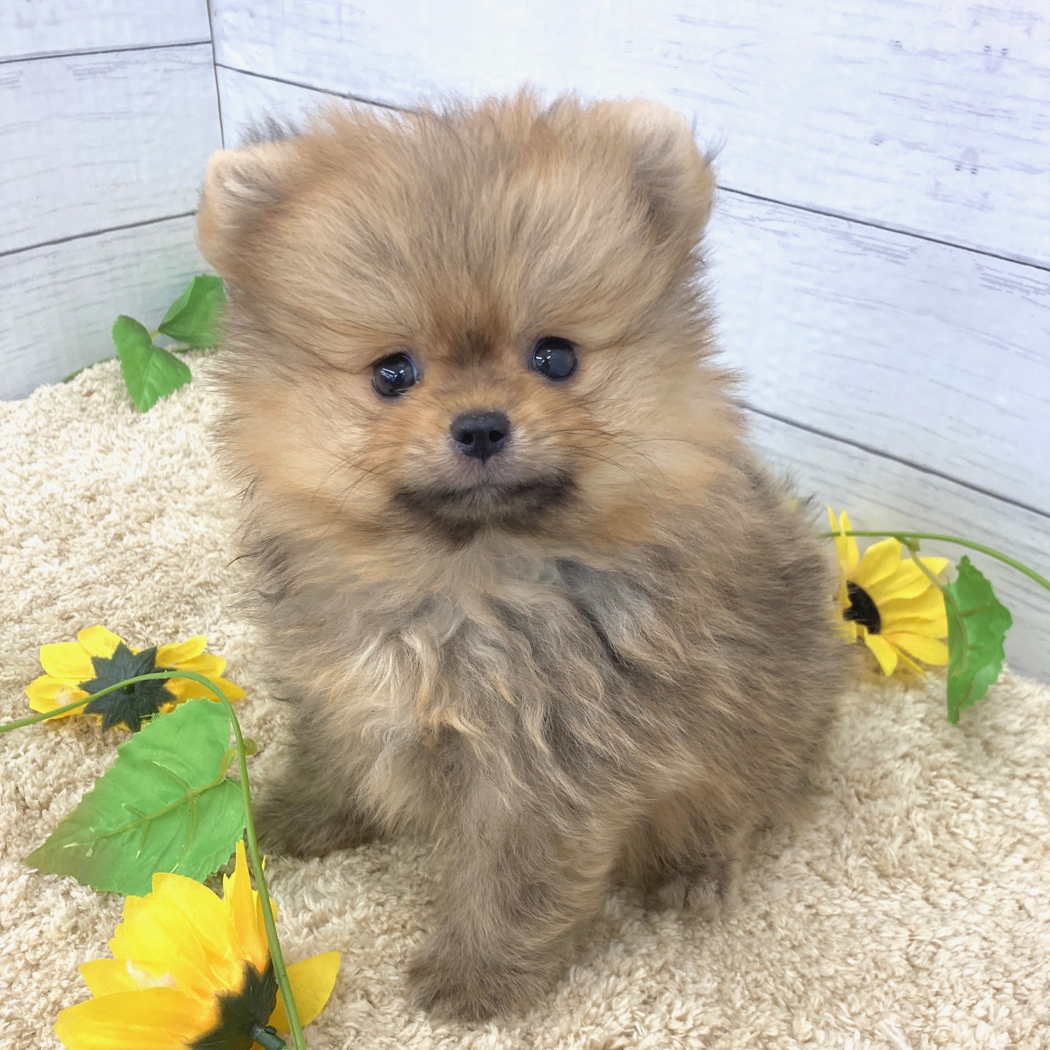 愛知県のポメラニアン (犬の家＆猫の里七宝店/2026年6月13日生まれ/男の子/オレンジ)の子犬の3枚目の画像