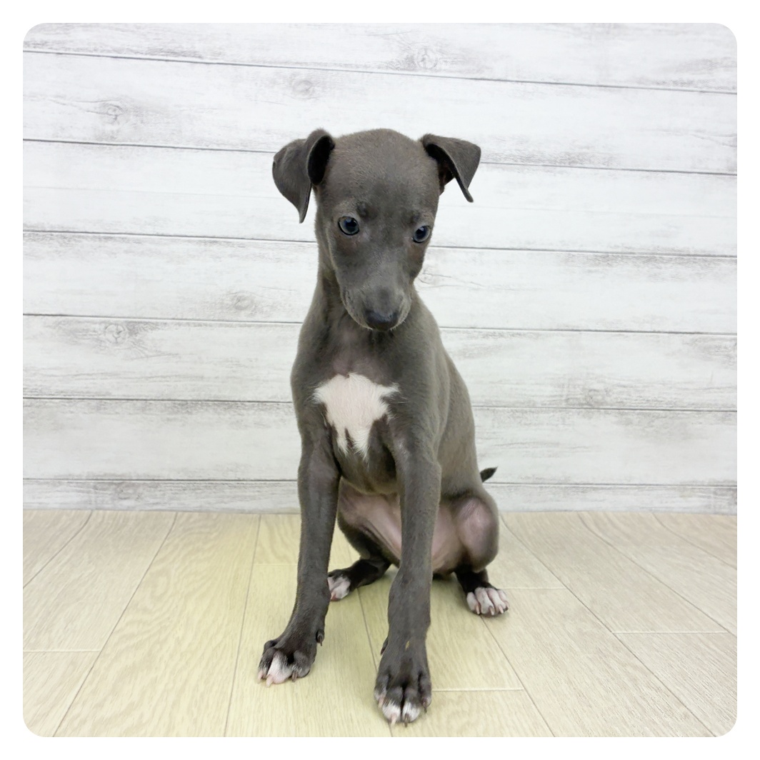 愛知県のイタリアングレーハウンド (犬の家＆猫の里一宮店/2026年6月10日生まれ/女の子/ブルー)の子犬の3枚目の画像