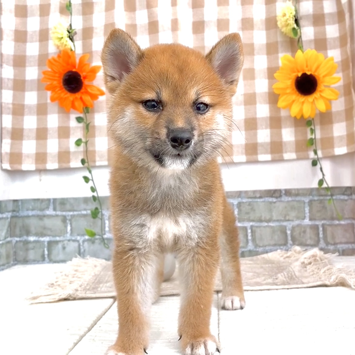 愛知県の柴犬(標準サイズ) (犬の家＆猫の里碧南店/2026年6月14日生まれ/女の子/赤)の子犬の3枚目の画像