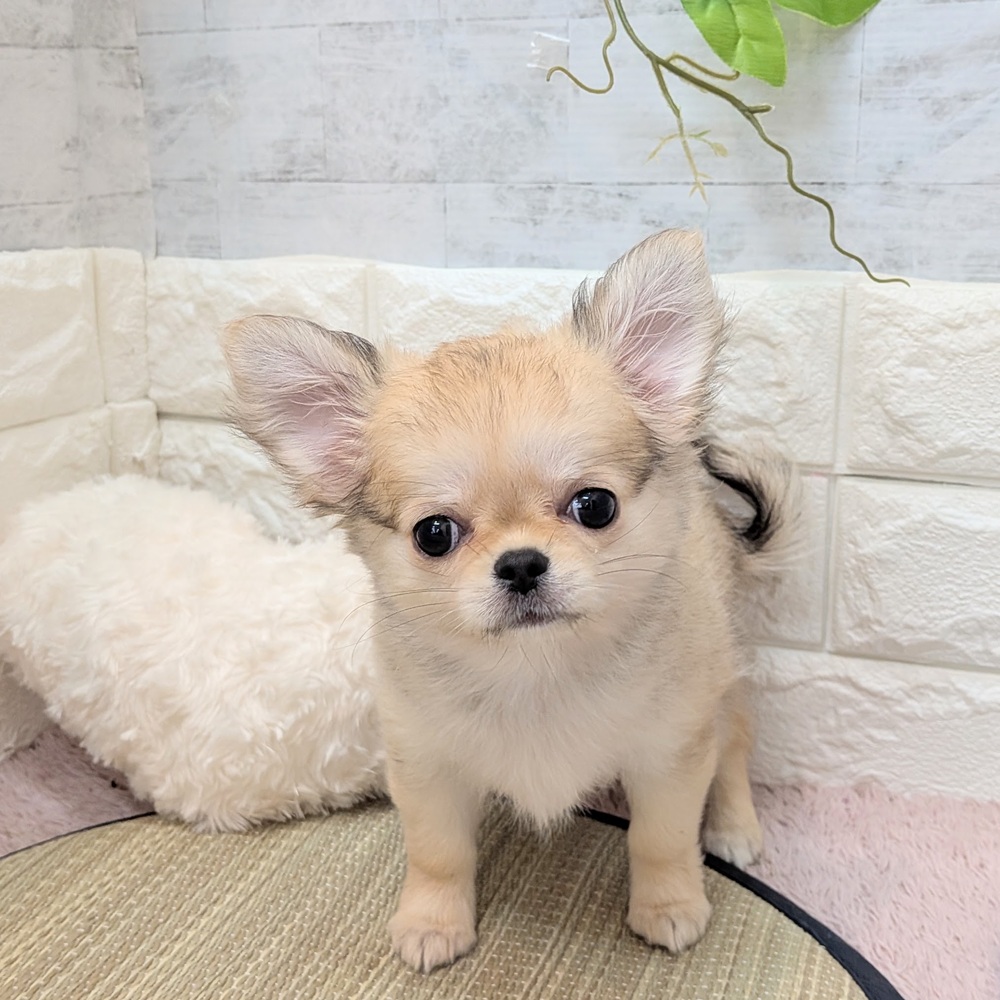 静岡県のチワワ(ロング) (犬の家＆猫の里プレ葉ウォーク浜北店/2026年6月9日生まれ/女の子/フォーン)の子犬の3枚目の画像