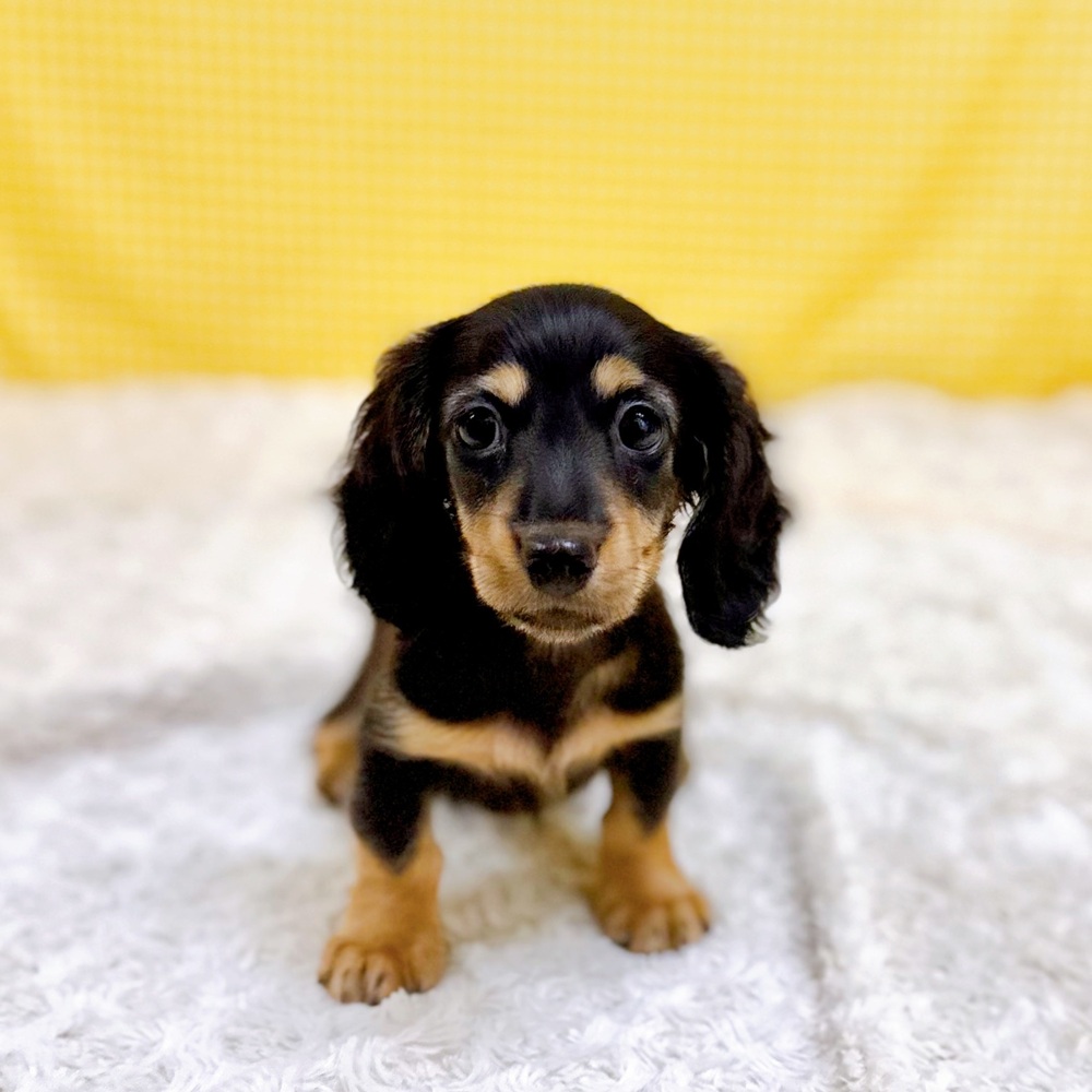 愛知県のミニチュアダックスフンド(ロング) (犬の家＆猫の里一宮店/2026年6月13日生まれ/男の子/ブラックタン)の子犬の3枚目の画像