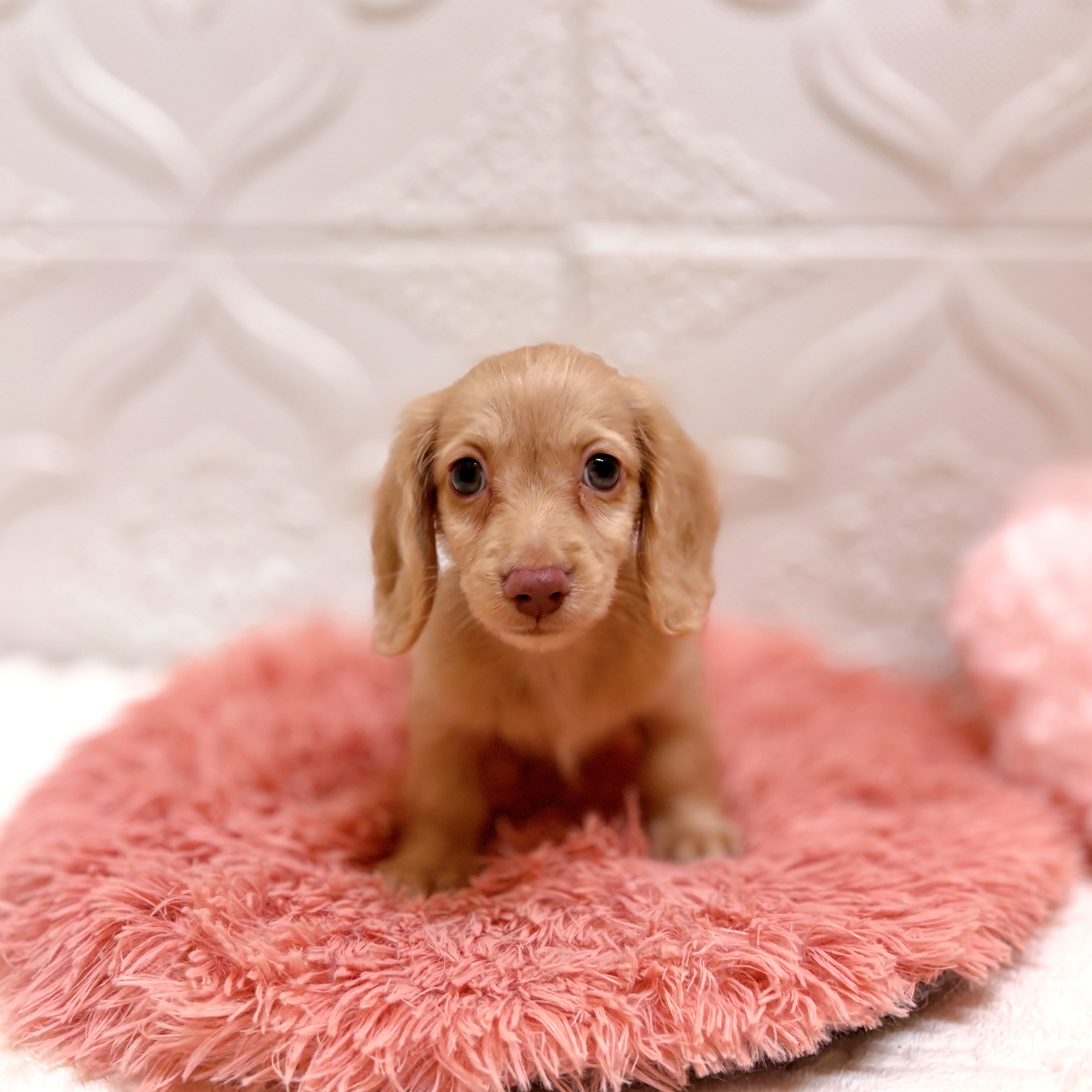 愛知県のミニチュアダックスフンド(ロング) (犬の家＆猫の里岡崎店/2026年6月13日生まれ/男の子/イエロー)の子犬の3枚目の画像