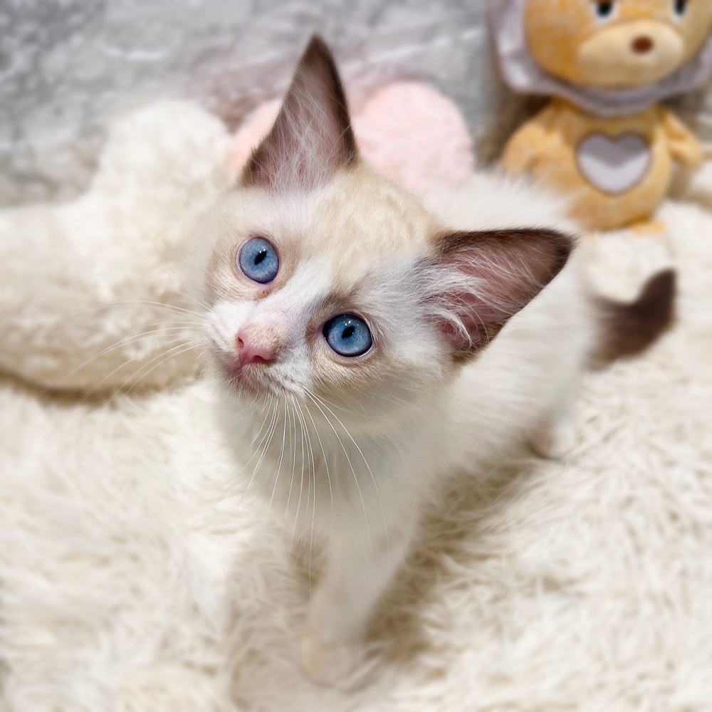 愛知県のラグドール (犬の家＆猫の里MiO香久山店/2026年6月13日生まれ/男の子/シールポイントバイカラー)の子猫の3枚目の画像