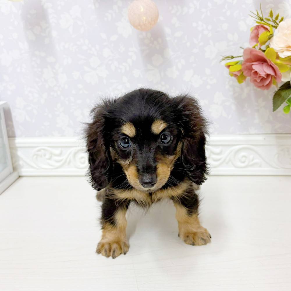 富山県のカニンヘンダックスフンド(ロング) (犬の家＆猫の里アミーゴ山室店/2026年6月14日生まれ/女の子/ブラックタン)の子犬の3枚目の画像