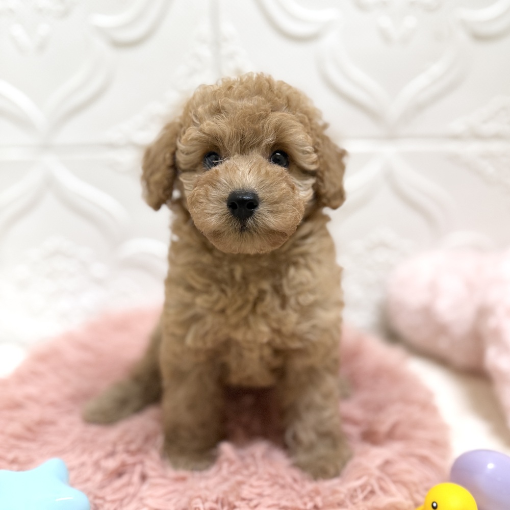 愛知県のトイプードル(トイ) (犬の家＆猫の里岡崎店/2026年6月13日生まれ/女の子/レッド)の子犬の3枚目の画像