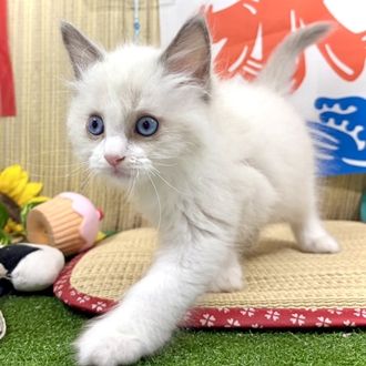 神奈川県のラグドール (犬の家＆猫の里小田原店/2026年6月14日生まれ/男の子/ブルーポイントバイカラー)の子猫の3枚目の画像