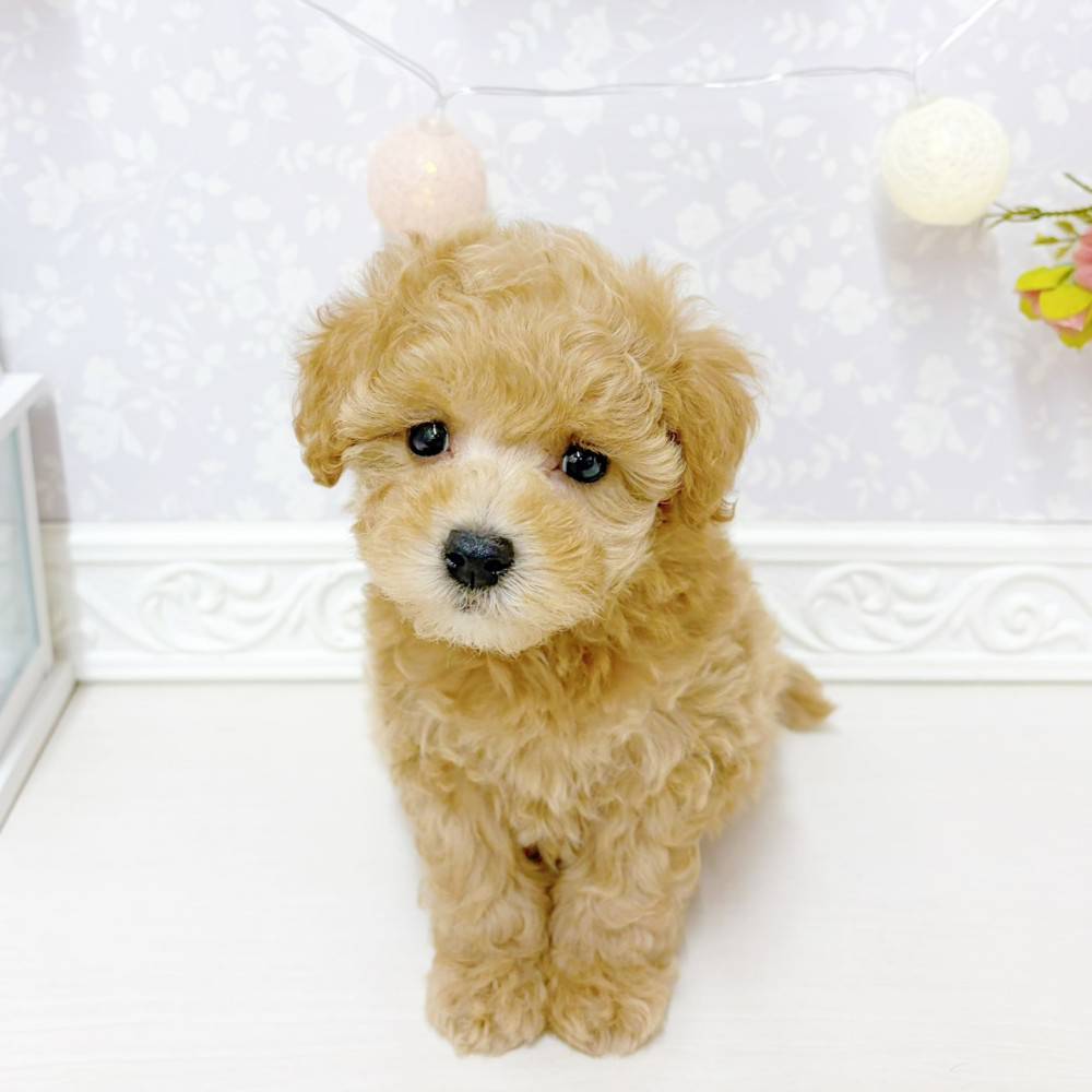 富山県のマルプー(マルチーズ×プードル) (犬の家＆猫の里アミーゴ山室店/2026年6月13日生まれ/女の子/オレンジフォーン)の子犬の3枚目の画像