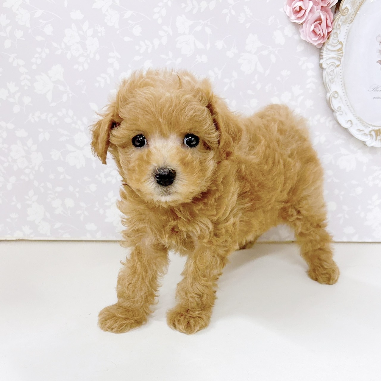 富山県のマルプー(マルチーズ×プードル) (犬の家＆猫の里アミーゴ高岡蓮花寺店/2026年6月13日生まれ/女の子/オレンジフォーン)の子犬の3枚目の画像