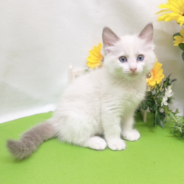 静岡県のラグドール (犬の家＆猫の里藤枝店/2026年6月15日生まれ/男の子/ブルーポイントバイカラー)の子猫の3枚目の画像