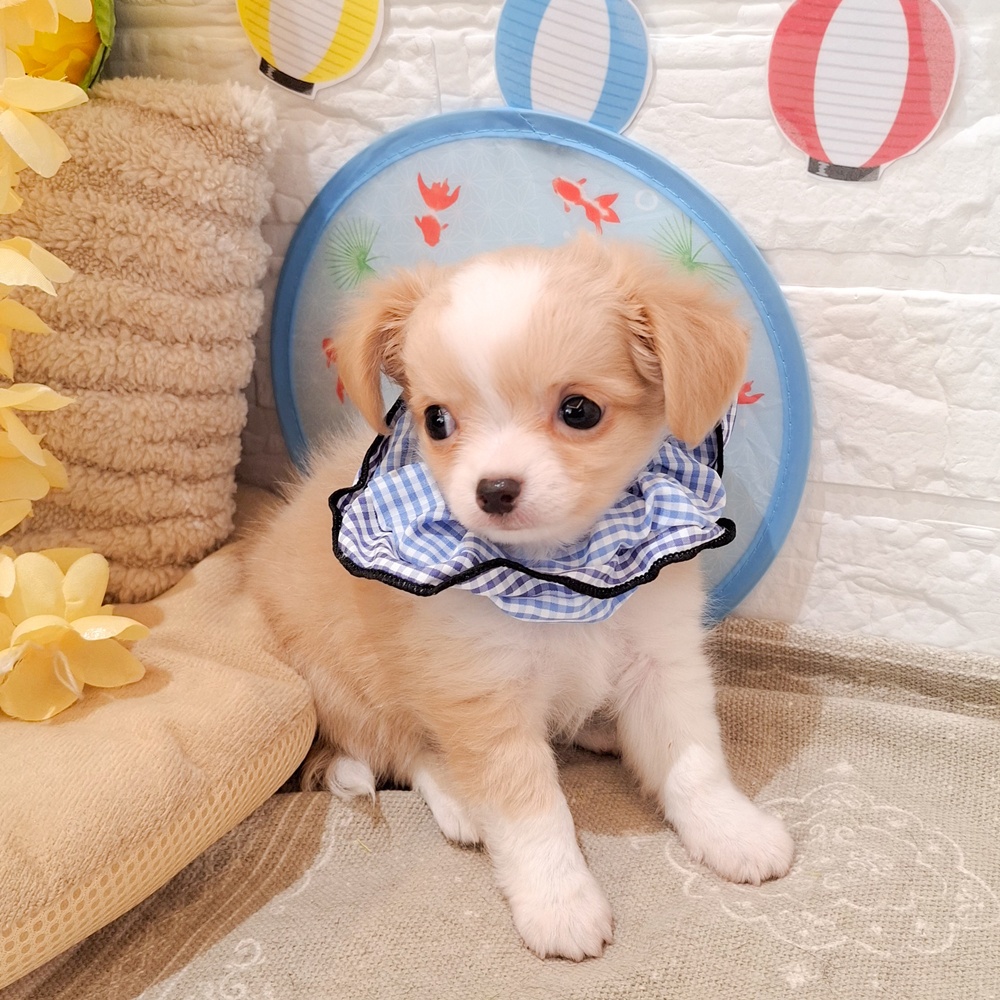 静岡県のチワワ(ロング) (犬の家＆猫の里富士店/2026年6月16日生まれ/男の子/クリームホワイト)の子犬の3枚目の画像