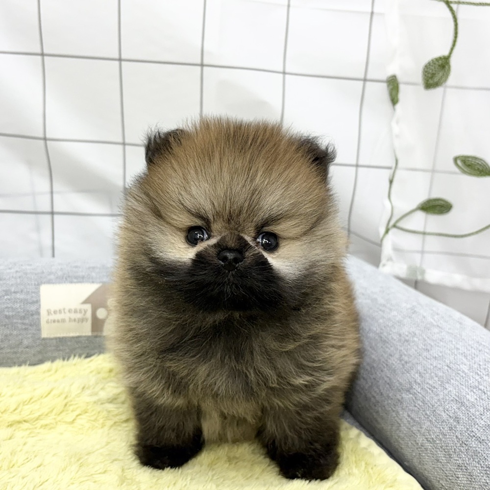 長野県のポメラニアン (犬の家＆猫の里塩尻店/2026年6月14日生まれ/男の子/オレンジセーブル)の子犬の1枚目の画像