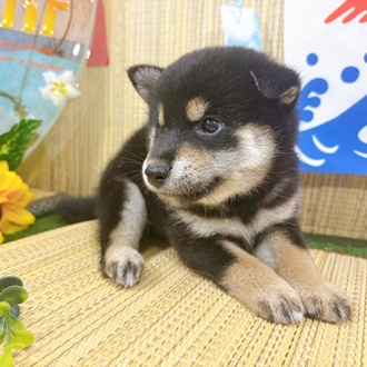 神奈川県のゴールデンレトリバー (犬の家＆猫の里小田原店/2026年6月26日生まれ/女の子/ゴールデン)の子犬の3枚目の画像