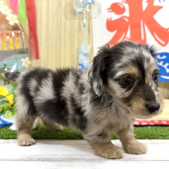 神奈川県のミニチュアダックスフンド(ロング) (犬の家＆猫の里小田原店/2026年6月16日生まれ/男の子/シルバーダップル)の子犬の3枚目の画像