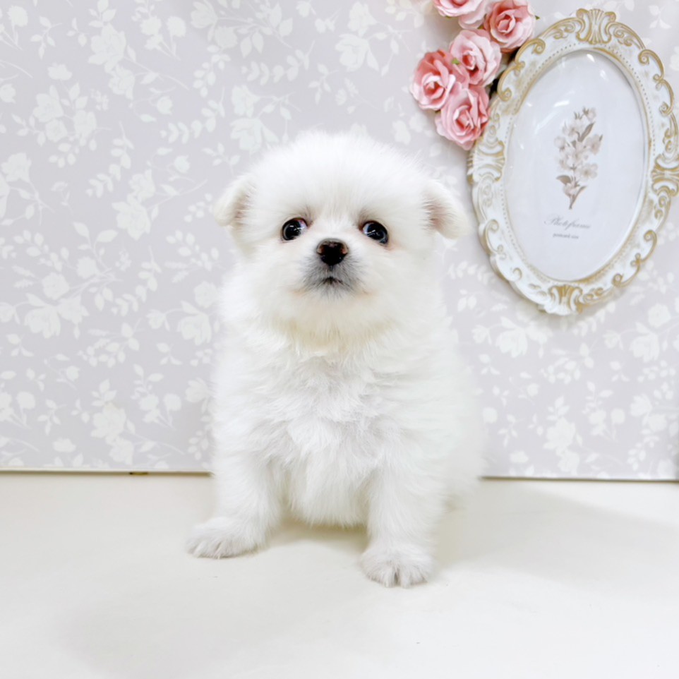 富山県のポメチワ/チワポメ/ポメチー(ポメラニアン×チワワ) (犬の家＆猫の里アミーゴ高岡蓮花寺店/2026年6月16日生まれ/男の子/クリーム)の子犬の3枚目の画像