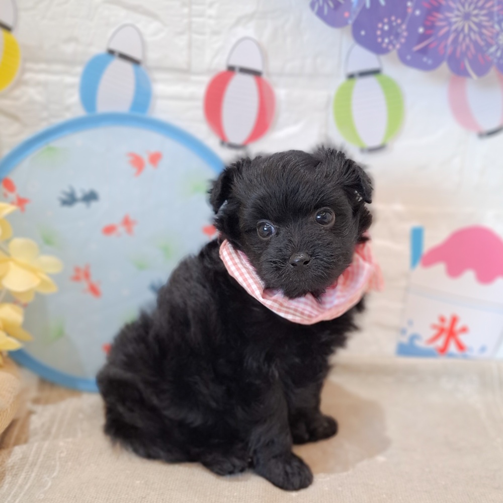 静岡県のポメプー(ポメラニアン×プードル) (犬の家＆猫の里富士店/2026年6月14日生まれ/女の子/ブラック)の子犬の3枚目の画像
