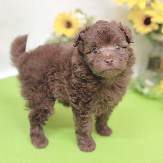 静岡県のポメプー(ポメラニアン×プードル) (犬の家＆猫の里藤枝店/2026年6月14日生まれ/女の子/チョコレート)の子犬の3枚目の画像
