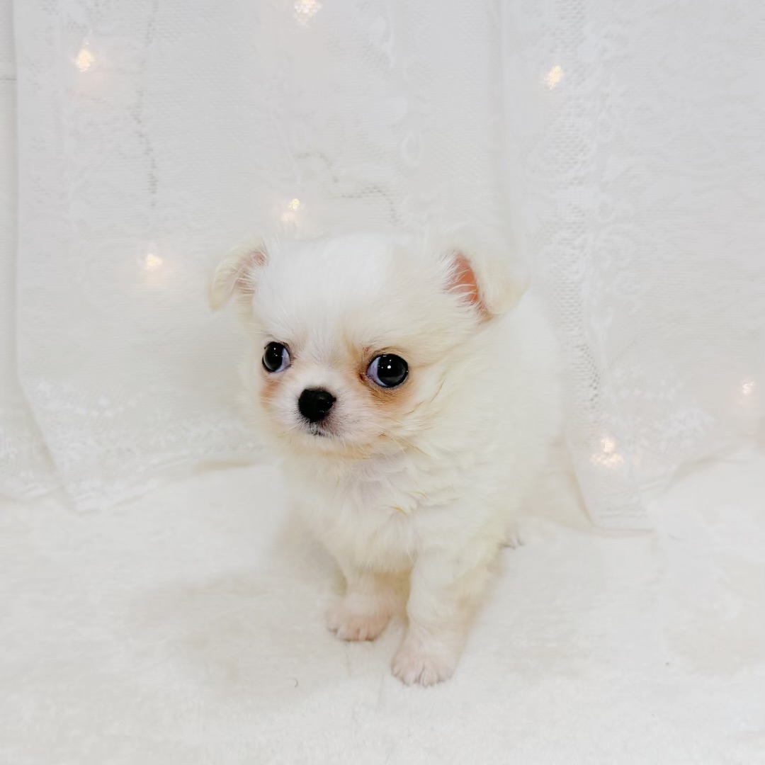 千葉県のチワワ(ロング) (犬の家＆猫の里BIGHOPガーデンモール印西店/2026年6月16日生まれ/男の子/ホワイトクリーム)の子犬の3枚目の画像