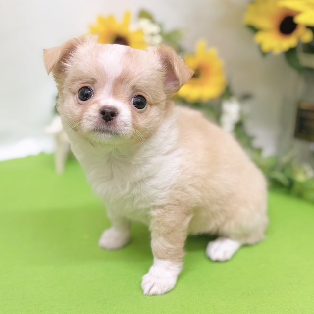 静岡県のチワワ(ロング) (犬の家＆猫の里藤枝店/2026年6月14日生まれ/女の子/クリームホワイト)の子犬の3枚目の画像
