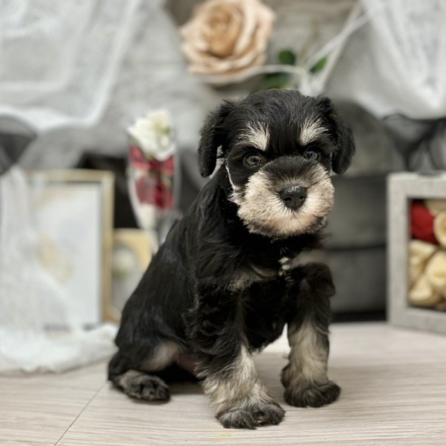 千葉県のミニチュアシュナウザー (犬の家＆猫の里ワンズモール稲毛店/2026年6月14日生まれ/男の子/ブラックシルバー)の子犬の3枚目の画像