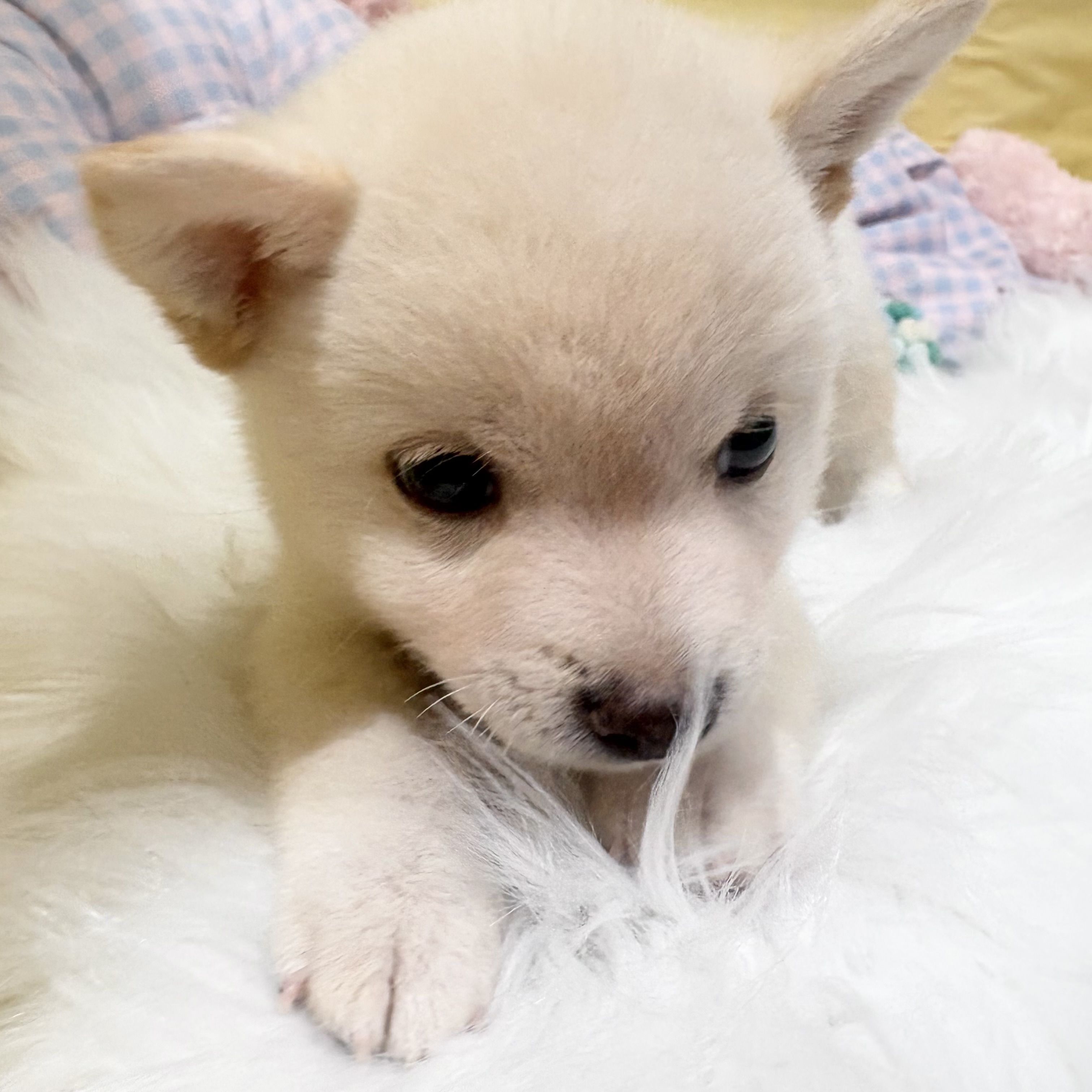 神奈川県の豆柴 (犬の家＆猫の里元住吉ブレーメン通り店/2026年6月14日生まれ/男の子/白)の子犬の3枚目の画像