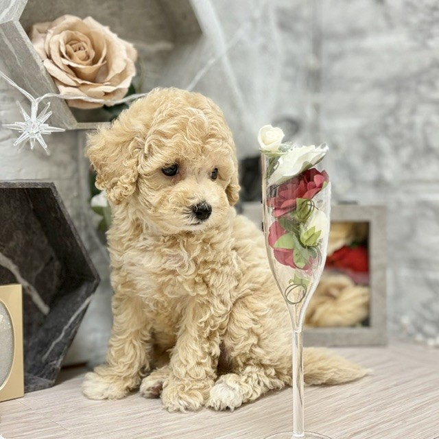 千葉県のビションプー(ビションフリーゼ×プードル) (犬の家＆猫の里ワンズモール稲毛店/2026年6月14日生まれ/男の子/クリーム)の子犬の3枚目の画像