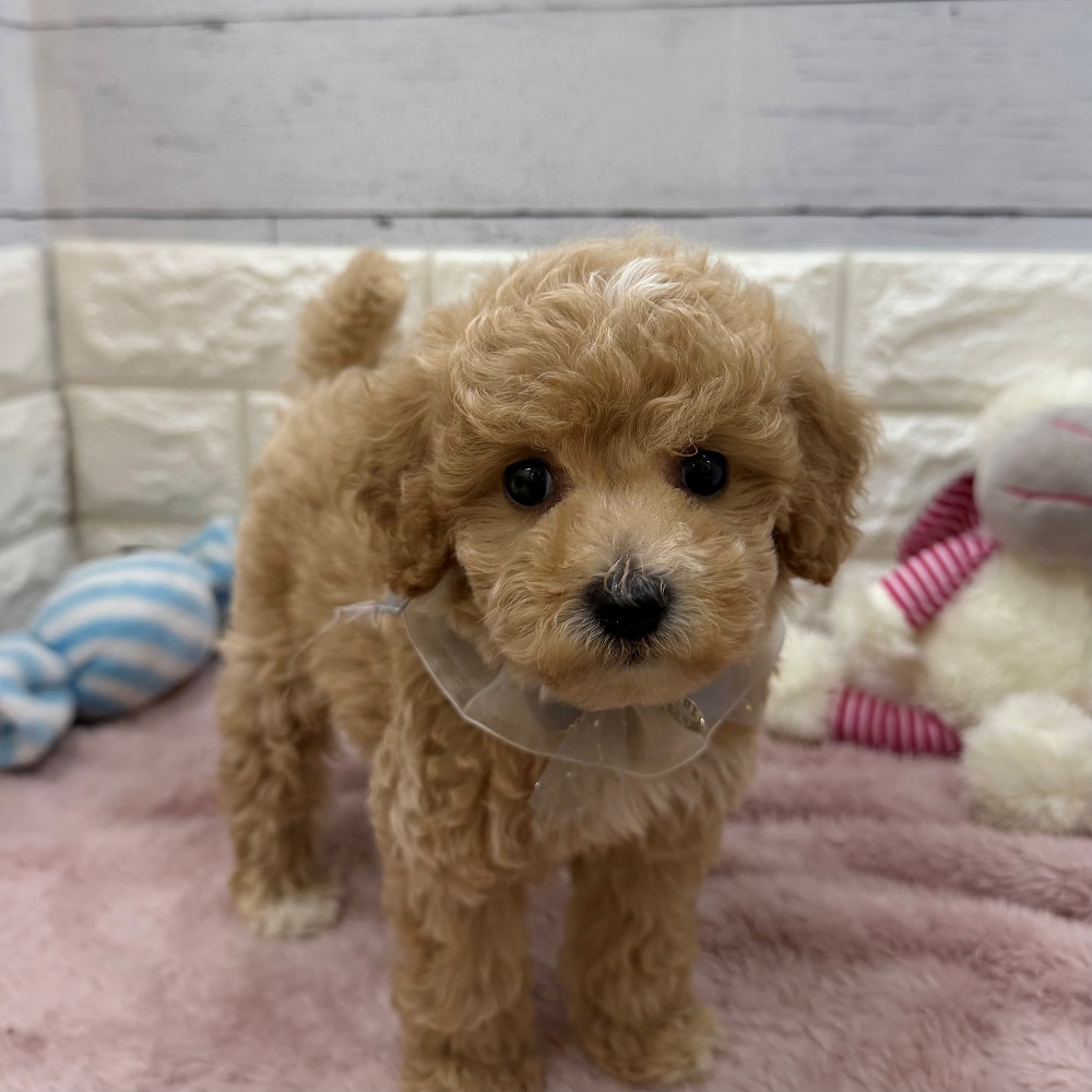 静岡県のビションプー(ビションフリーゼ×プードル) (犬の家＆猫の里アミーゴ浜松和田店/2026年6月14日生まれ/男の子/クリーム)の子犬の3枚目の画像