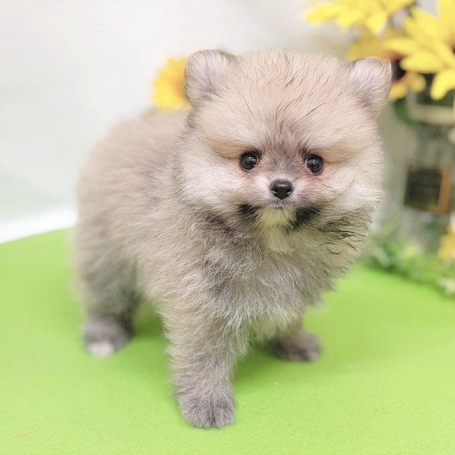 静岡県のポメラニアン (犬の家＆猫の里藤枝店/2026年6月16日生まれ/男の子/オレンジセーブル)の子犬の3枚目の画像