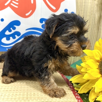 神奈川県のヨークシャーテリア (犬の家＆猫の里小田原店/2026年6月16日生まれ/男の子/スチールブルータン)の子犬の3枚目の画像