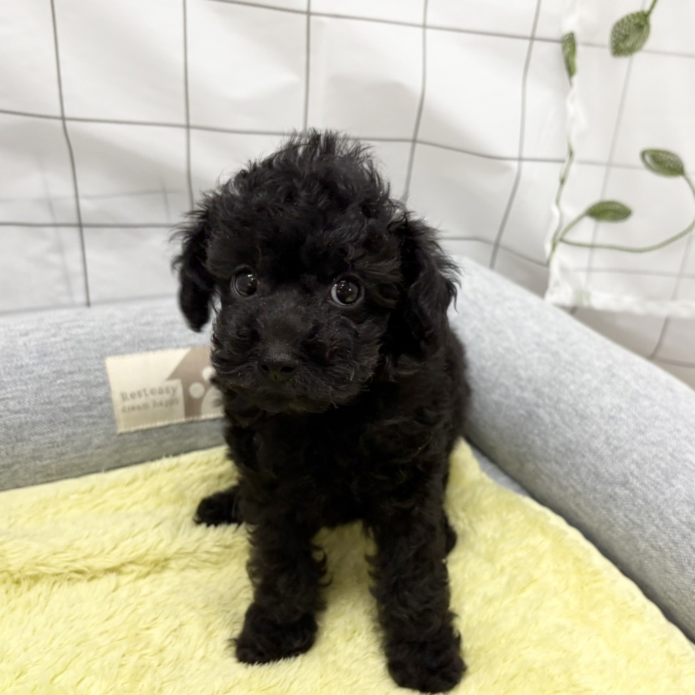 長野県のトイプードル(タイニー) (犬の家＆猫の里塩尻店/2026年6月13日生まれ/女の子/ブラック)の子犬の3枚目の画像