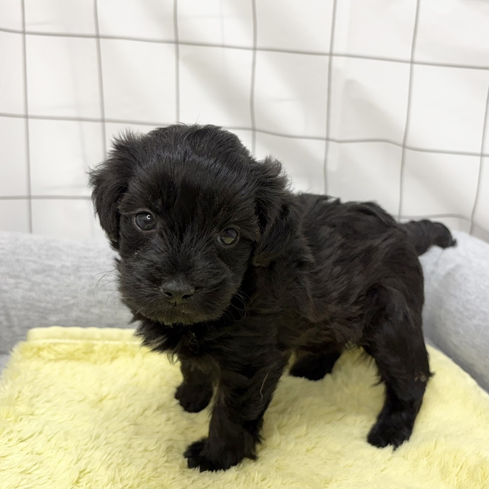 長野県のヨープー(ヨークシャーテリア×プードル) (犬の家＆猫の里塩尻店/2026年6月15日生まれ/女の子/ブラック)の子犬の3枚目の画像