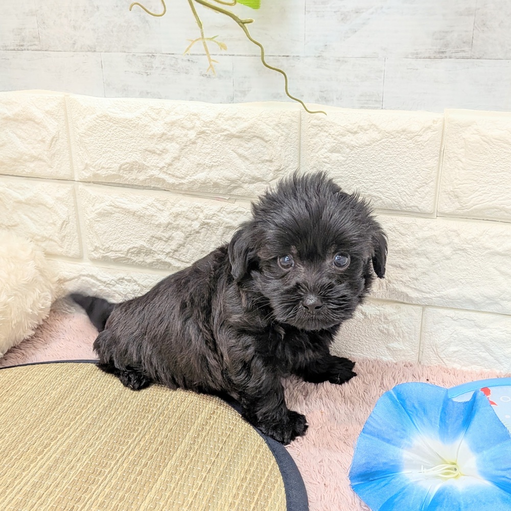 静岡県のヨープー(ヨークシャーテリア×プードル) (犬の家＆猫の里プレ葉ウォーク浜北店/2026年6月15日生まれ/女の子/ブラック)の子犬の3枚目の画像
