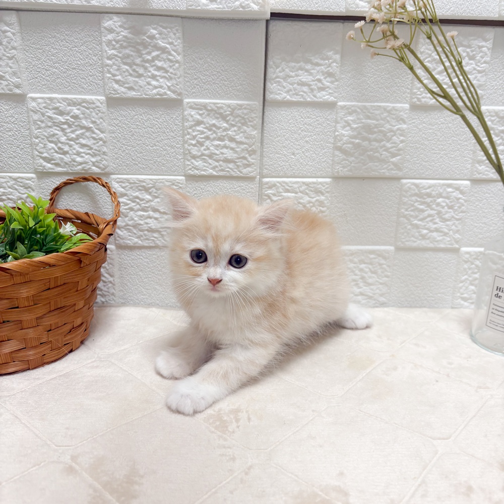 東京都のマンチカン (犬の家＆猫の里ペットフォレスト小平店/2026年6月14日生まれ/女の子/レッドタビー)の子猫の3枚目の画像