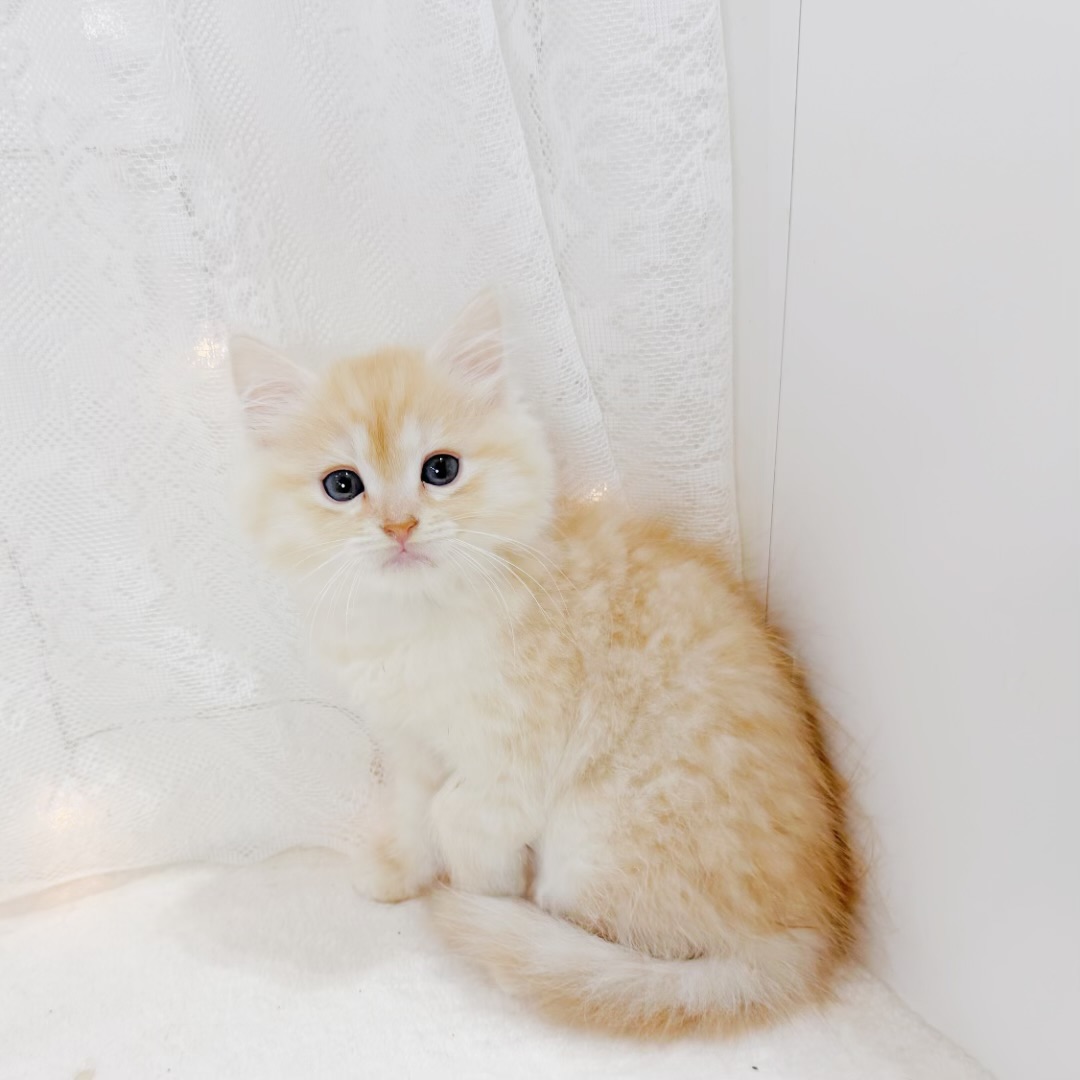 千葉県のマンチカン (犬の家＆猫の里BIGHOPガーデンモール印西店/2026年6月14日生まれ/女の子/レッドタビーホワイト)の子猫の3枚目の画像