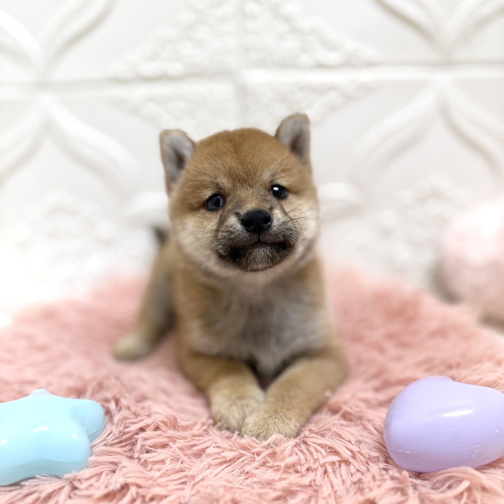 愛知県の柴犬(標準サイズ) (犬の家＆猫の里岡崎店/2026年6月15日生まれ/男の子/赤)の子犬の3枚目の画像