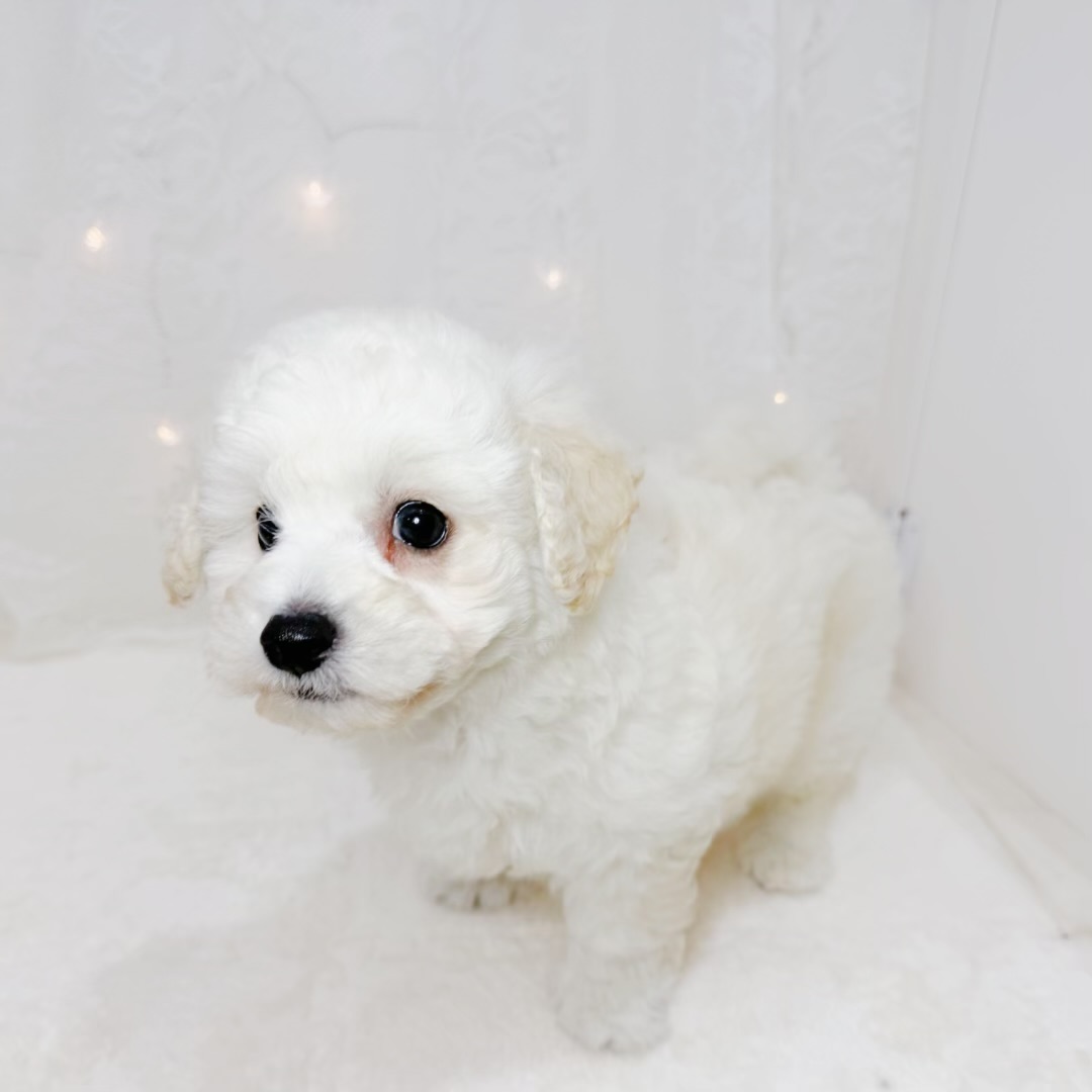 千葉県のビションプー(ビションフリーゼ×プードル) (犬の家＆猫の里BIGHOPガーデンモール印西店/2026年6月14日生まれ/男の子/ホワイト)の子犬の3枚目の画像