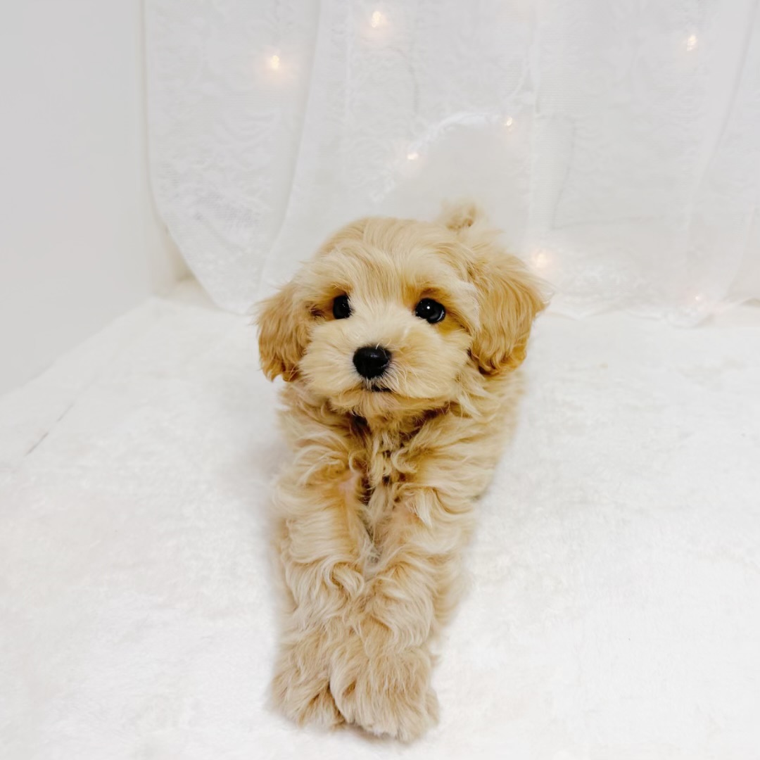 千葉県のマルプー(マルチーズ×プードル) (犬の家＆猫の里BIGHOPガーデンモール印西店/2026年6月10日生まれ/男の子/クリーム)の子犬の3枚目の画像