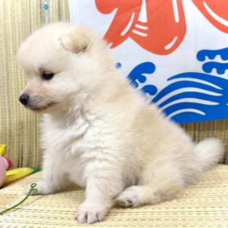 生体画像３