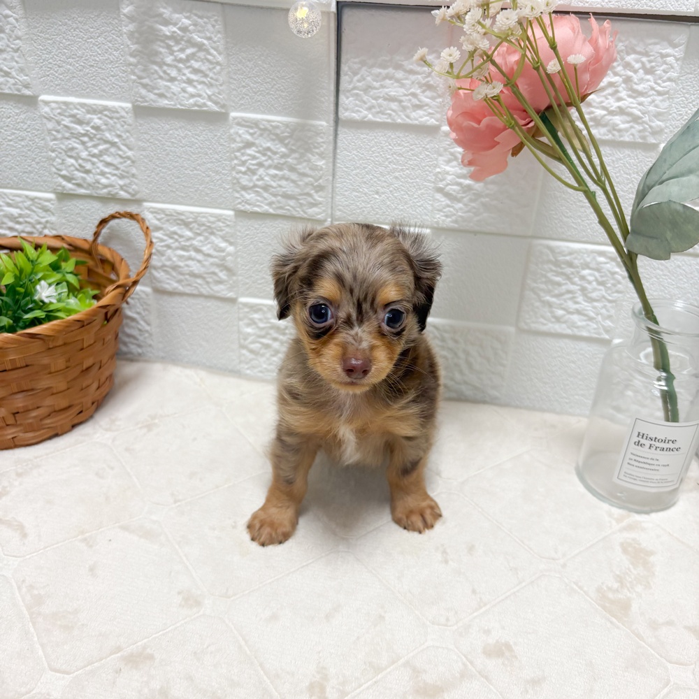東京都のチワックス(チワワ×ダックス) (犬の家＆猫の里ペットフォレスト小平店/2026年6月14日生まれ/女の子/チョコレートダップル)の子犬の1枚目の画像