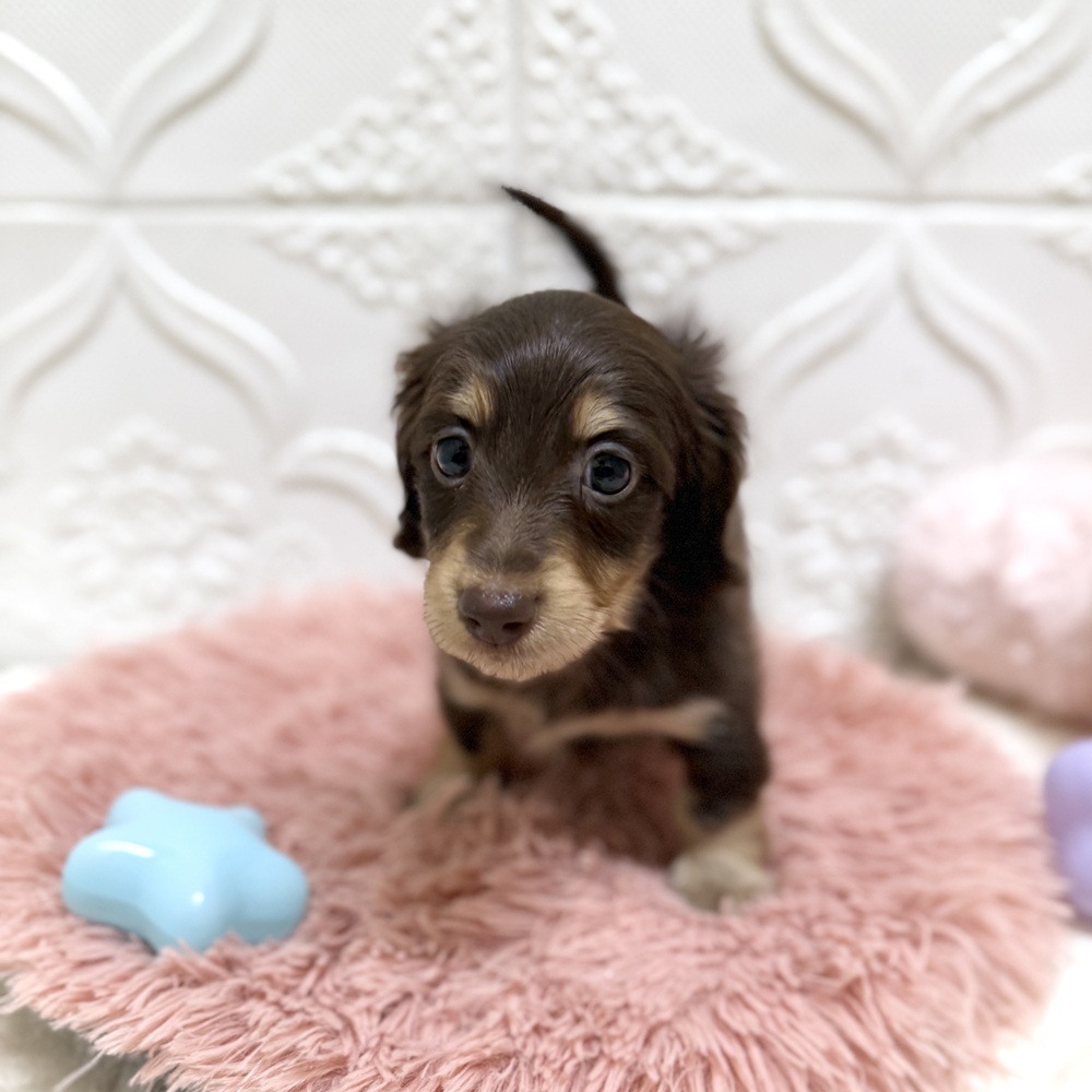 愛知県のミニチュアダックスフンド(ロング) (犬の家＆猫の里岡崎店/2026年6月14日生まれ/男の子/チョコレートイエロー)の子犬の3枚目の画像