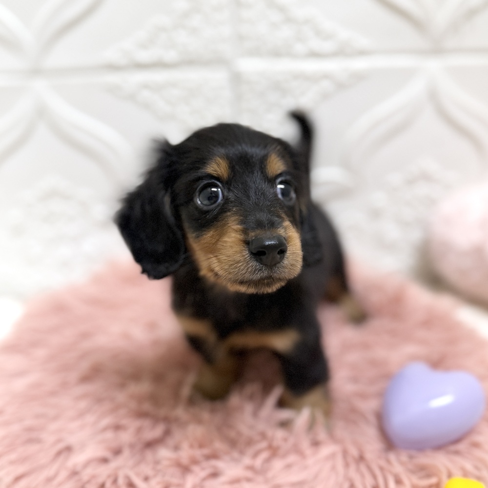 愛知県のミニチュアダックスフンド(ロング) (犬の家＆猫の里岡崎店/2026年6月14日生まれ/男の子/ブラックタン)の子犬の3枚目の画像