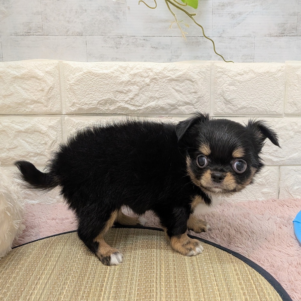 静岡県のチワワ(ロング) (犬の家＆猫の里プレ葉ウォーク浜北店/2026年6月15日生まれ/女の子/ブラックタンホワイト)の子犬の3枚目の画像