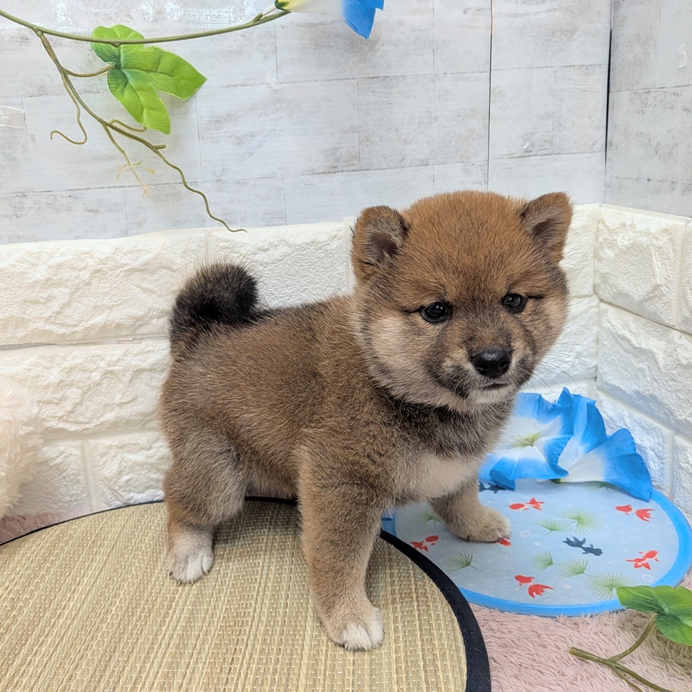 静岡県の柴犬(標準サイズ) (犬の家＆猫の里プレ葉ウォーク浜北店/2026年6月16日生まれ/男の子/赤)の子犬の3枚目の画像