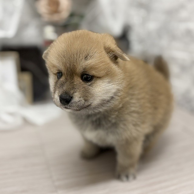千葉県のポメ柴/豆ポメ/ポメ豆柴(ポメラニアン×柴犬) (犬の家＆猫の里ワンズモール稲毛店/2026年6月16日生まれ/男の子/赤)の子犬の3枚目の画像