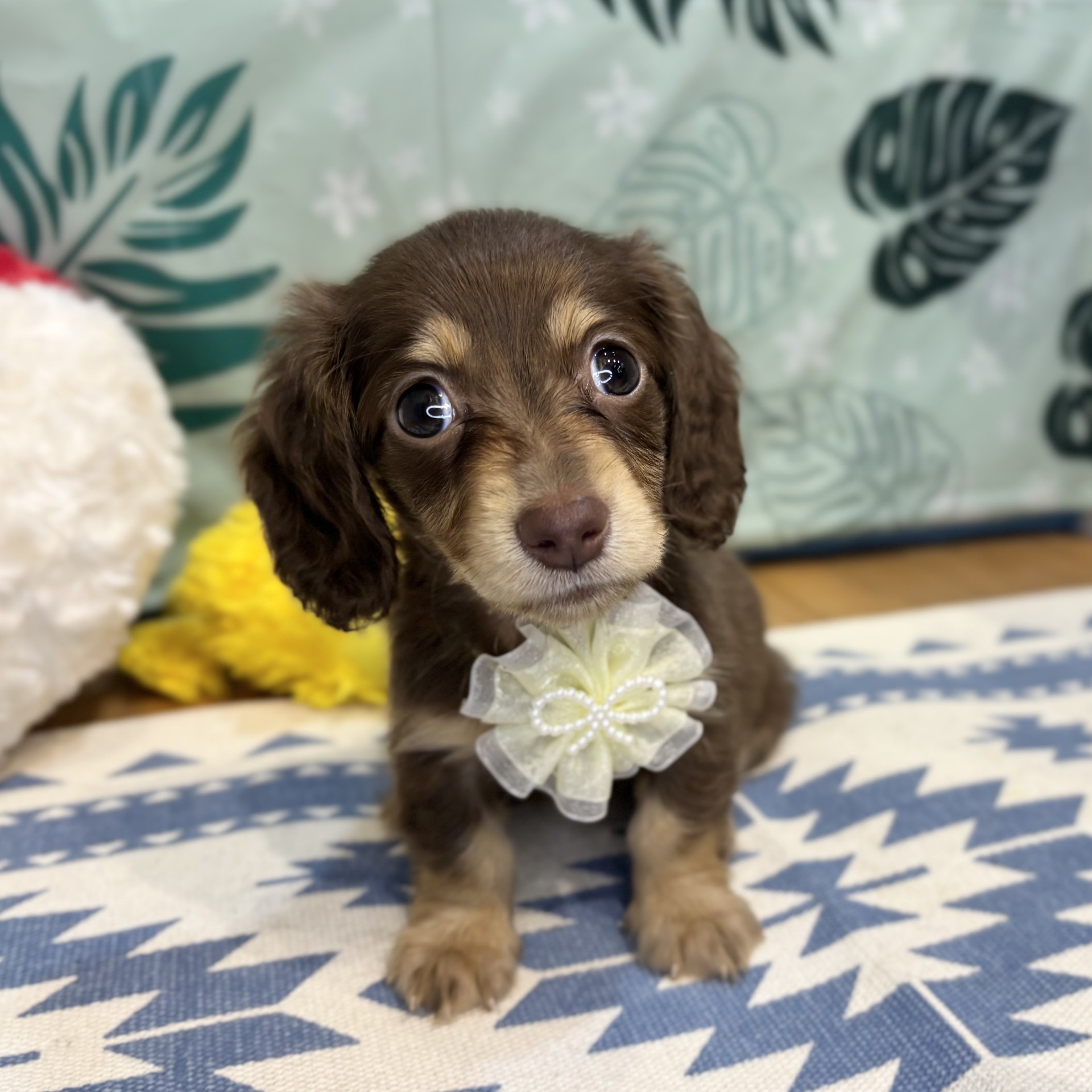長野県のミニチュアダックスフンド(ロング) (犬の家＆猫の里カインズ梓川店/2026年6月16日生まれ/女の子/チョコレートタン)の子犬の3枚目の画像