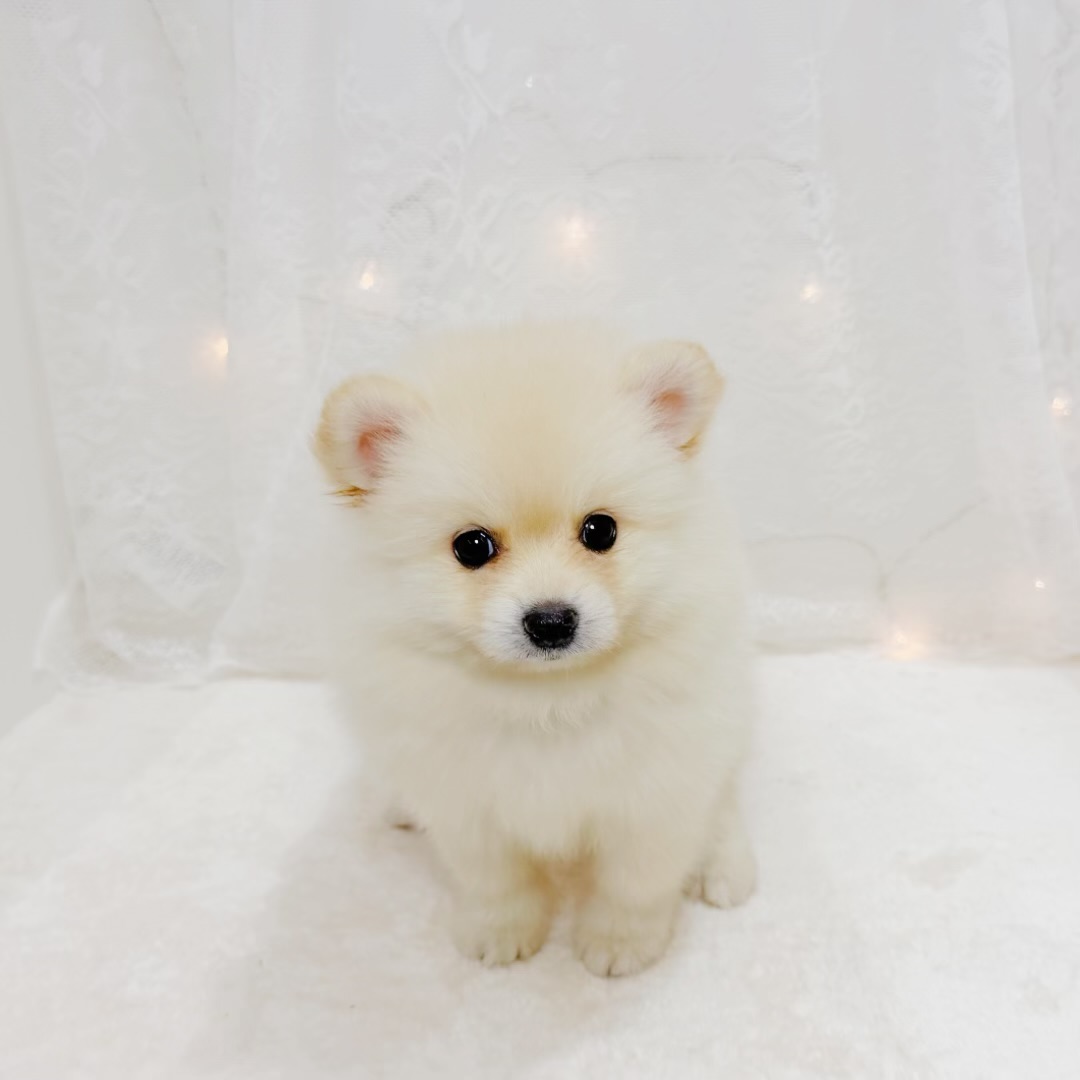千葉県のポメラニアン (犬の家＆猫の里BIGHOPガーデンモール印西店/2026年6月16日生まれ/女の子/クリーム)の子犬の3枚目の画像