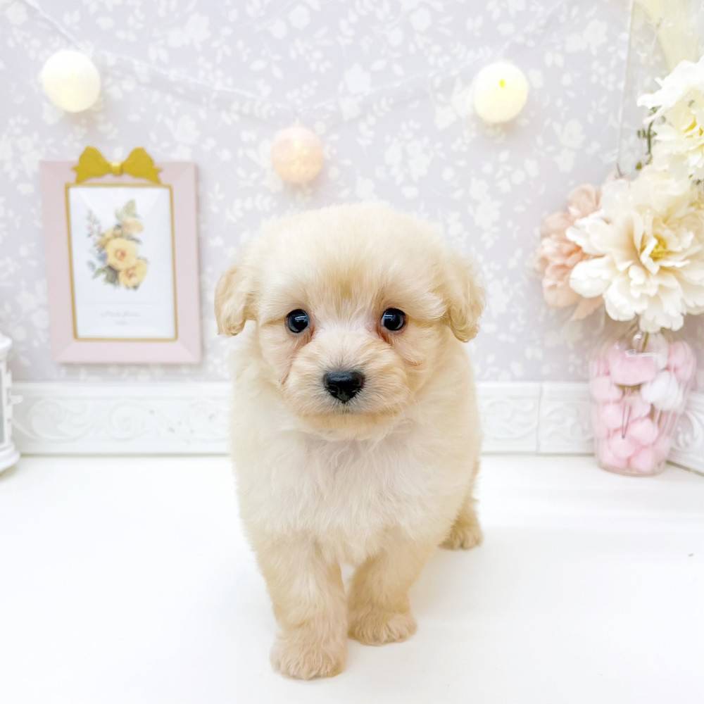 富山県のポメプー(ポメラニアン×プードル) (犬の家＆猫の里富山店/2026年6月14日生まれ/男の子/クリーム)の子犬の3枚目の画像